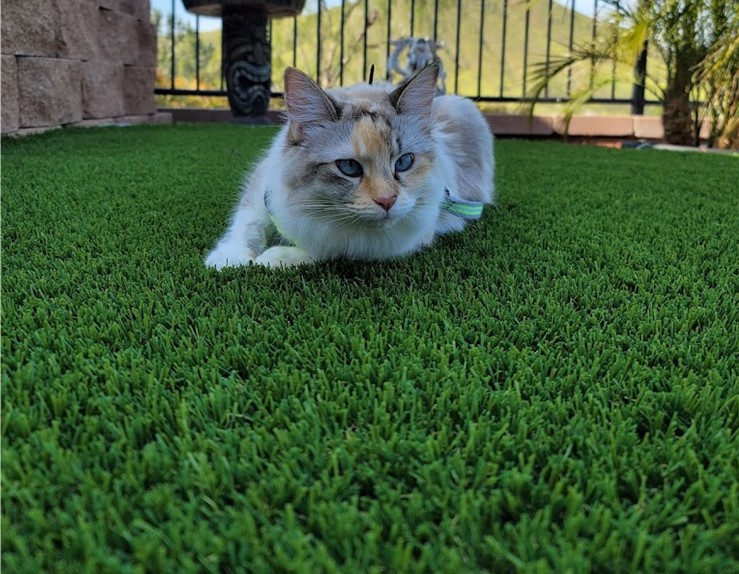 Cat Approved Orange County Artificial Grass Cleaning, Odor Removal & Repairs