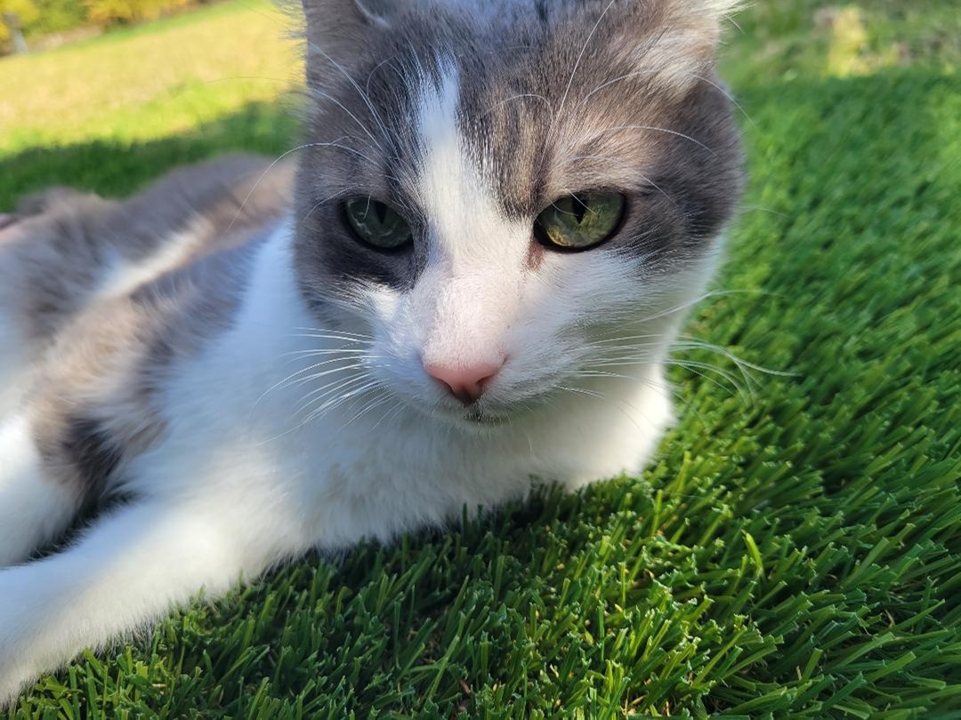 Pet Odor Treatment Orange County Artificial Grass Cleaning