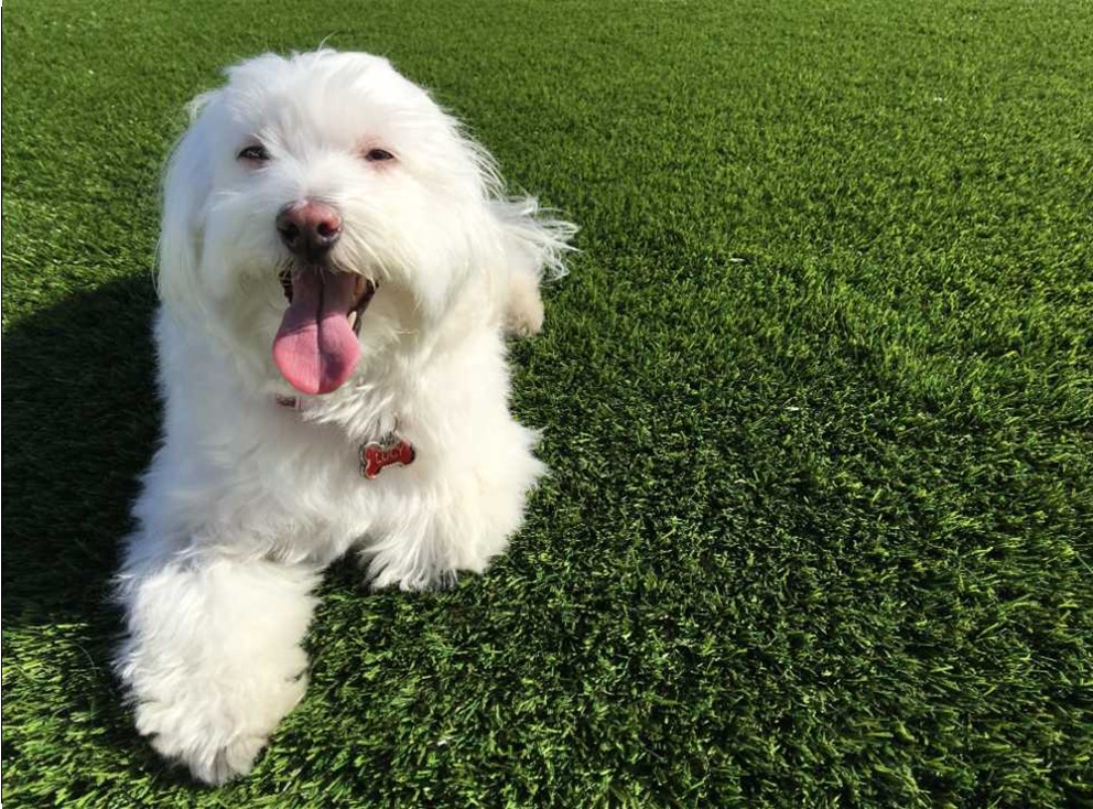 Pet Odor Treatment Orange County Artificial Grass Cleaning