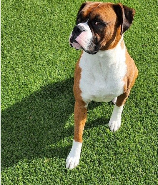 Pet Odor Removal – Tyson Orange County Artificial Grass Cleaning, Odor Removal & Repairs