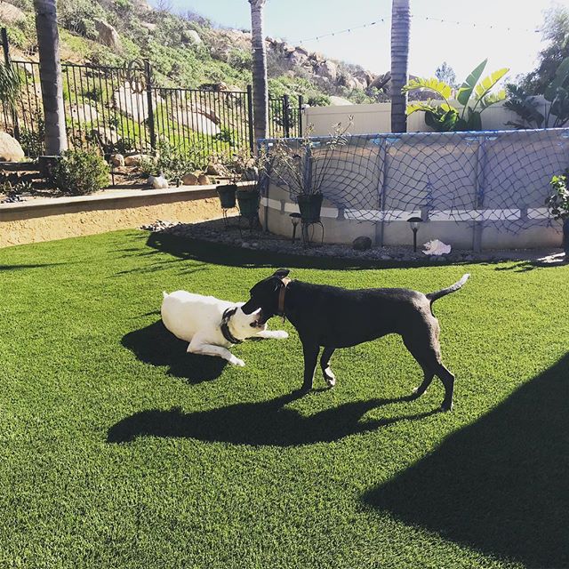 Artificial Grass Infill Replacement, Orange County Artificial Grass