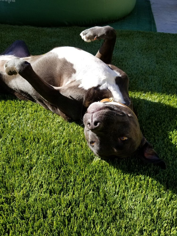 Pet Turf Installation in Corona Orange County Artificial Grass Cleaning, Odor Removal & Repairs