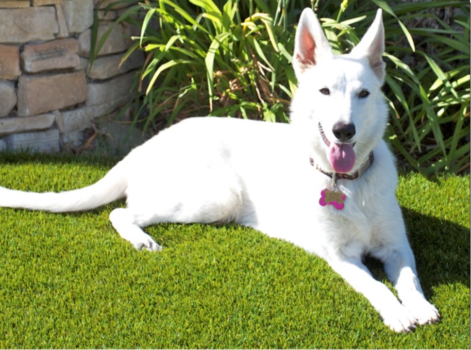 Pet Odor Treatment Orange County Artificial Grass Cleaning