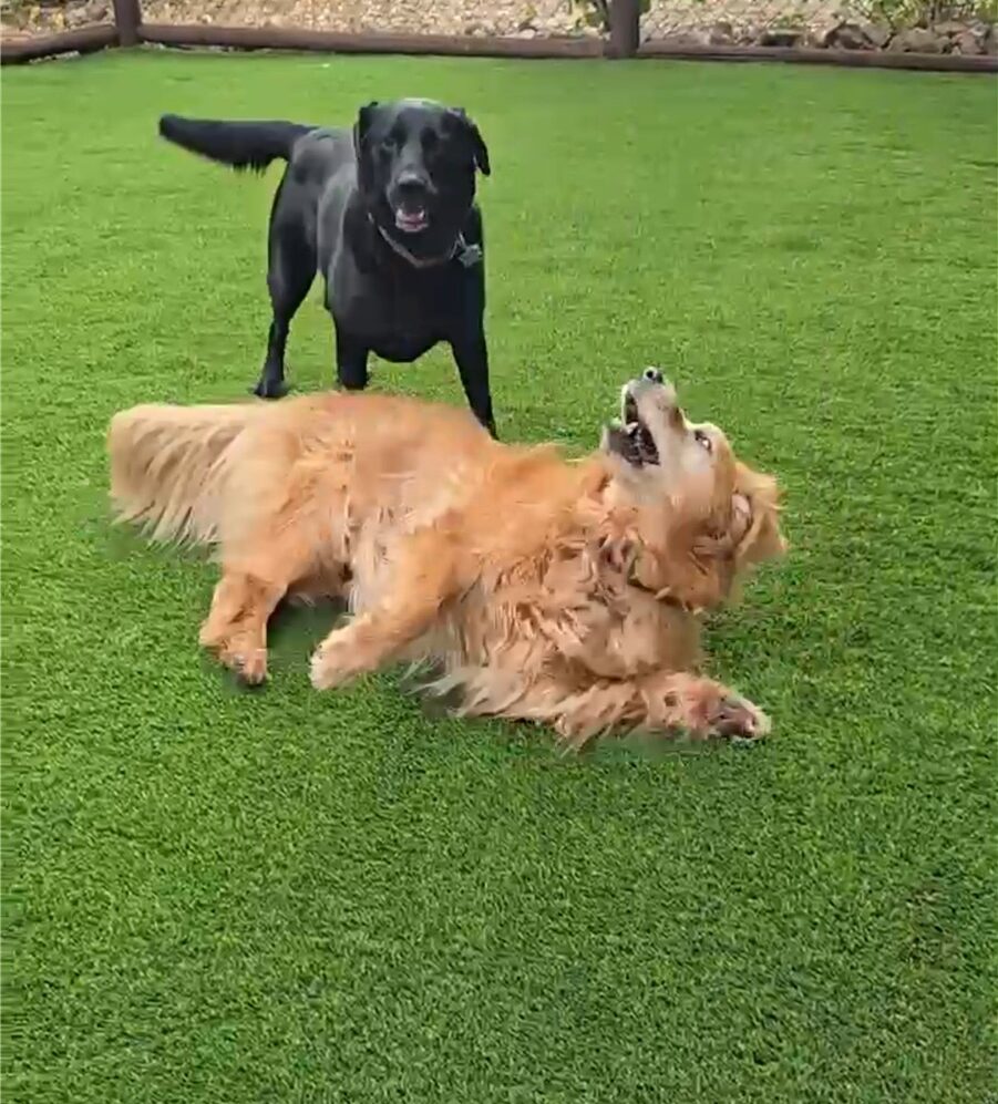 Pet Odor Treatment Orange County Artificial Grass Cleaning